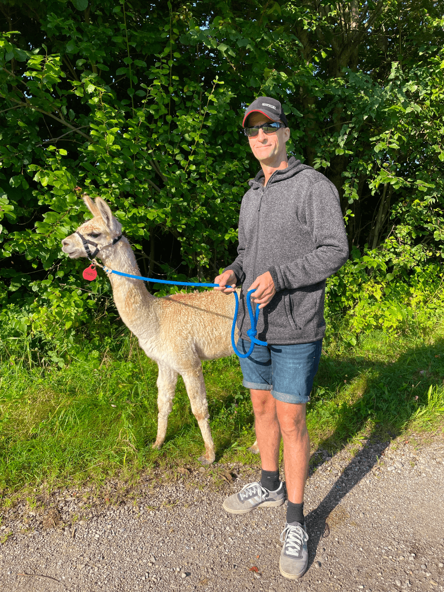 llama